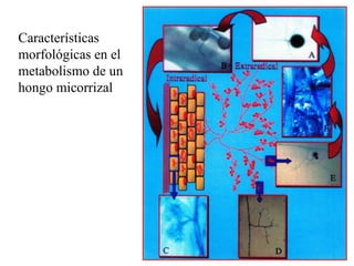 Características morfológicas en el metabolismo de un hongo micorrizal 