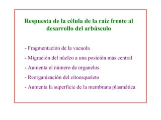 Respuesta de la célula de la raíz frente al desarrollo del arbúsculo - Fragmentación de la vacuola - Migración del núcleo a una posición más central - Aumenta el número de organelos - Reorganización del citoesqueleto - Aumenta la superficie de la membrana plasmática 