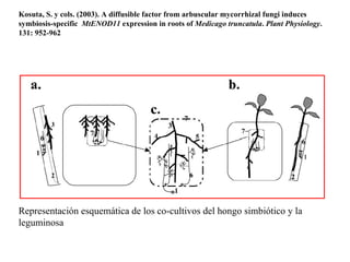 FIN Kosuta, S. y cols. (2003). A diffusible factor from arbuscular mycorrhizal fungi induces symbiosis-specific  MtENOD11  expression in roots of  Medicago truncatula .  Plant Physiology . 131: 952-962 Representación esquemática de los co-cultivos del hongo simbiótico y la leguminosa 