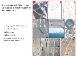 Inducción de pMtENOD11-gusA en raíces en el cocultivo separado por membranas. a, b, d, f y g: raíces transformadas c, e y h: raíces control i: planta entera j: planta control k, l: inducción de pMtENOD11-gusA con otros hongos 
