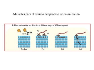 Mutantes para el estudio del proceso de colonización 