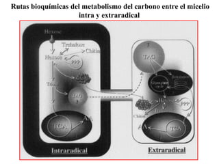 Rutas bioquímicas del metabolismo del carbono entre el micelio intra y extraradical 