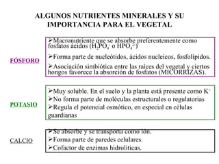 Macronutriente que se absorbe preferentemente como fosfatos ácidos (H 2 PO 4 -  o HPO 4 2- ) Forma parte de nucleótidos, ácidos nucleicos, fosfolípidos. Asociación simbiótica entre las raíces del vegetal y ciertos hongos favorece la absorción de fosfatos (MICORRIZAS). FÓSFORO POTASIO Muy soluble. En el suelo y la planta está presente como K + No forma parte de moléculas estructurales o regulatorias Regula el potencial osmótico, en especial en células guardianas CALCIO Se absorbe y se transporta como ión. Forma parte de paredes celulares. Cofactor de enzimas hidrolíticas. ALGUNOS NUTRIENTES MINERALES Y SU IMPORTANCIA PARA EL VEGETAL 