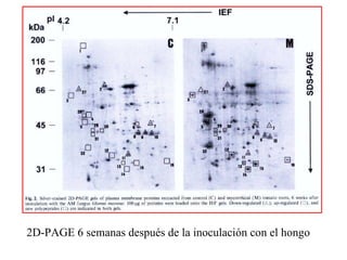 2D-PAGE 6 semanas después de la inoculación con el hongo 