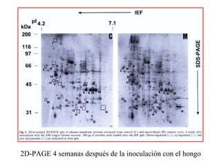 2D-PAGE 4 semanas después de la inoculación con el hongo 