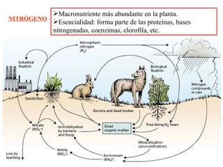 NITRÓGENO Macronutriente más abundante en la planta. Esencialidad: forma parte de las proteínas, bases nitrogenadas, coenzimas, clorofila, etc. 