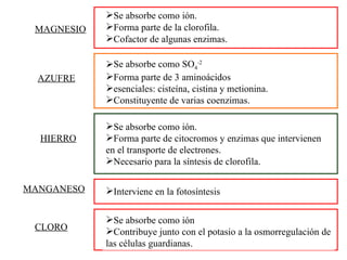 Se absorbe como ión Contribuye junto con el potasio a la osmorregulación de las células guardianas. Se absorbe como SO 4 -2 Forma parte de 3 aminoácidos  esenciales: cisteína, cistina y metionina. Constituyente de varias coenzimas. AZUFRE Se absorbe como ión. Forma parte de citocromos y enzimas que intervienen en el transporte de electrones. Necesario para la síntesis de clorofila.  HIERRO Interviene en la fotosíntesis MANGANESO CLORO Se absorbe como ión. Forma parte de la clorofila. Cofactor de algunas enzimas. MAGNESIO 