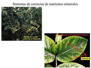 Síntomas de carencias de nutrientes minerales 