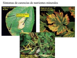 Síntomas de carencias de nutrientes minerales 
