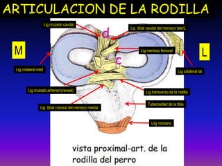 ARTICULACION DE LA RODILLA
LM
Liig rotuliano
Tuberosidad de la tibia
Lig transverso de la rodilla
Lig cruzado caudal
Lig cruzado anterior(craneal)
Lig menisco femoral
Lig tibial craneal del menisco medial
Lig tibial caudal del menisco laterL
Lig colateral latLig colateral med
 