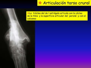  Articulación tarso crural
La tróclea del de l astrágalo articula con la cóclea
de la tibia y la superficie articular del peroné y con el
calcaneo
 