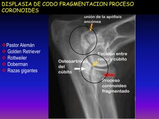 DISPLASIA DE CODO FRAGMENTACION PROCESO
CORONOIDES
Pastor Alemán
 Golden Retriever
 Rottweiler
 Doberman
 Razas gigantes
 