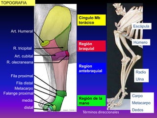 Cíngulo Mb
torácico
Región
braquial
Regíon
antebraquial
Región de la
mano
Escápula
Húmero
Radio
Ulna
Carpo
Metacarpo
Dedos
Art. Humeral
R. tricipital
Art. cubital
R. olecraneana
Fila proximal
Fila distal
Metacarpo
Falange proximal
media
distal
TOPOGRAFIA
Términos direccionales
 