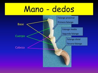 Mano - dedos
Falange proximal
Primera falange
Falange media
Segunda falange
Falange distal
Tercera falange
Base
Cuerpo
Cabeza
 