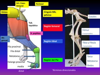 Cíngulo Mb.
pélvico
Región femoral
Región tibial
Región del Pie
Coxales
Fémur
H sesamoideos
Tibia y Fíbula
H sesamoideo
Tarso
Metatarso
Dedos
Perineal
Glútea
Art. Coxo-
femoral
Tub.
isquiática
Fila proximal
Fila distal
Falange proximal
media
distal
Metatarso
Atr.
genual
R. poplitea
Términos direccionales
 