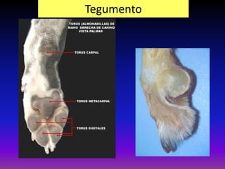 Tegumento
 