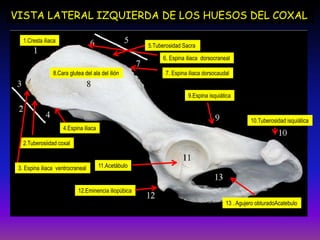 VISTA LATERAL IZQUIERDA DE LOS HUESOS DEL COXAL
8.Cara glutea del ala del ilión
11.Acetábulo
5.Tuberosidad Sacra
6. Espina iliaca dorsocraneal
7. Espina iliaca dorsocaudal
1.Cresta iliaca
2.Tuberosiidad coxal
4.Espina iliaca
3. Espina iliaca ventrocraneal
12.Eminencia iliopúbica
9.Espina isquiática
10.Tuberosidad isquiática
13 . Agujero obturadoAcatebulo
 