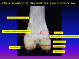 FÉMUR IZQUIERDO DEL PERRO EPIFISIS DISTALVISION CAUDAL
Cara popitlea
Fosa intercondílea
Línea intercondílea
3. Cara articular para hueso sesamoideo lateral
4. Cara articular para hueso sesamoideo medial
5. Condilo lateral
5. Condilo medial
1. Tuberosidad supracondilea lateral
 
