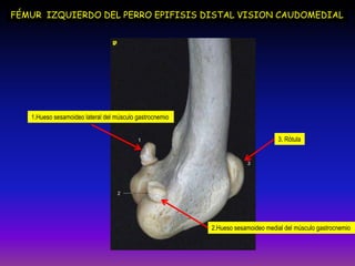 FÉMUR IZQUIERDO DEL PERRO EPIFISIS DISTAL VISION CAUDOMEDIAL
1.Hueso sesamoideo lateral del músculo gastrocnemio
2.Hueso sesamoideo medial del músculo gastrocnemio
3. Rótula
 