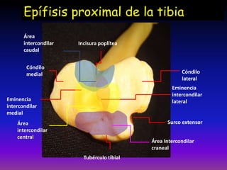 Epífisis proximal de la tibia
Cóndilo
lateral
Cóndilo
medial
Eminencia
intercondilar
medial
Eminencia
intercondilar
lateral
Incisura poplítea
Surco extensor
Tubérculo tibial
Área
intercondilar
caudal
Área
intercondilar
central
Área Intercondilar
craneal
 
