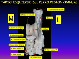 TARSO IZQUIERDO DEL PERRO VISIÓN CRANEAL
Calcáneo
b.Tróclea del astrágalo
7. Hueso tarsiano 4°
2. Astrágalo
a.Tuberosifdad del calcáneo
4. Hueso tarsiano 1°
5. Hueso tarsiano 2°
6. Hueso tarsiano 3°
C. Cuerpo del astrágalo
d. Cuello del astrágalo
e. Cabeza del astrágalo
M L
3.Hueso central del tarso
 