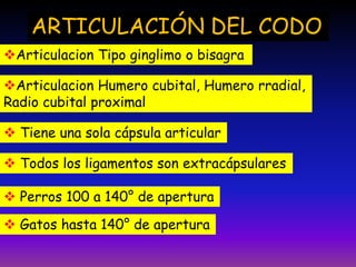 ARTICULACIÓN DEL CODO
Articulacion Tipo ginglimo o bisagra
Articulacion Humero cubital, Humero rradial,
Radio cubital proximal
 Tiene una sola cápsula articular
 Todos los ligamentos son extracápsulares
 Perros 100 a 140° de apertura
 Gatos hasta 140° de apertura
 