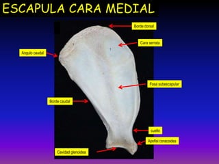 ESCAPULA CARA MEDIAL
Cavidad glenoidea
Apofisi coracoides
Fosa subescapular
Borde caudal
Angulo caudal
Borde dorsal
Cara serrata
cuello
 