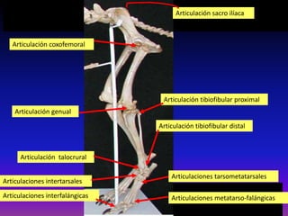 Articulación coxofemoral
Articulaciones interfalángicas
Articulación tibiofibular proximal
Articulación genual
Articulaciones metatarso-falángicas
Articulaciones intertarsales
Articulaciones tarsometatarsales
Articulación tibiofibular distal
Articulación talocrural
Articulación sacro ilíaca
 