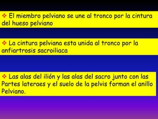  El miembro pelviano se une al tronco por la cintura
del hueso pelviano
 La cintura pelviana esta unida al tronco por la
anfiartrosis sacroiliaca
 Las alas del ilión y las alas del sacro junto con las
Partes lateraes y el suelo de la pelvis forman el anillo
Pelviano.
 