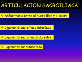 ARTICULACION SACROILIACA
 Anfiartrosis entre el hueso ilion y el sacro
 Ligamento sacroilíaco interóseo
 Ligamento sacroilíacos dorsales
 Ligamento sacrotuberoso
 