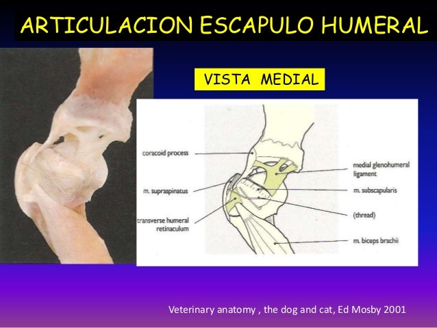 Resultado de imagen para articulacion escapulo humeral veterinaria