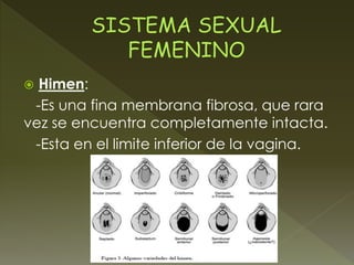 sistema-genital-femenino-pptx