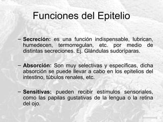 Funciones del Epitelio
– Secreción: es una función indispensable, lubrican,
humedecen, termorregulan, etc. por medio de
distintas secreciones. Ej. Glándulas sudoríparas.
– Absorción: Son muy selectivas y específicas, dicha
absorción se puede llevar a cabo en los epitelios del
intestino, túbulos renales, etc.
– Sensitivas: pueden recibir estímulos sensoriales,
como las papilas gustativas de la lengua o la retina
del ojo.

 
