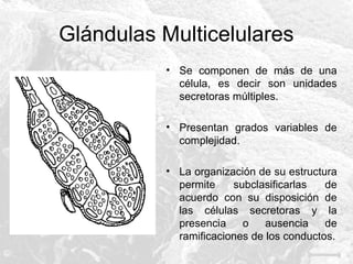 Glándulas Multicelulares
• Se componen de más de una
célula, es decir son unidades
secretoras múltiples.
• Presentan grados variables de
complejidad.
• La organización de su estructura
permite
subclasificarlas
de
acuerdo con su disposición de
las células secretoras y la
presencia
o
ausencia
de
ramificaciones de los conductos.

 