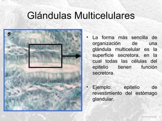 Glándulas Multicelulares
• La forma más sencilla de
organización
de
una
glándula multicelular es la
superficie secretora, en la
cual todas las células del
epitelio
tienen
función
secretora.
• Ejemplo:
epitelio
de
revestimiento del estómago
glandular.

 