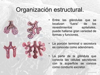 Organización estructural.
• Entre las glándulas que se
localizan
“fuera”
de
los
revestimientos
epiteliales,
puede hallarse gran variedad de
formas y funciones.
• La porción terminal o secretora
es conocida como adenómero.
• La parte de la glándula que
conecta las células secretoras
con la superficie se conoce
como conducto excretor.

 