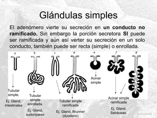 Glándulas simples
El adenómero vierte su secreción en un conducto no
ramificado. Sin embargo la porción secretora SI puede
ser ramificada y aún así verter su secreción en un solo
conducto, también puede ser recta (simple) o enrollada.

Acinar
simple
Tubular
simple.
Ej. Gland.
intestinales

Tubular
simple
enrollada.
Ej. Gland.
sudoríparas

Tubular simple
ramificada
Ej. Gland. Brunner
(duodeno)

Acinar simple
ramificada
Ej. Gland.
Sebáceas.

 