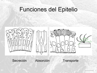 Funciones del Epitelio

Secreción

Absorción

Transporte

 