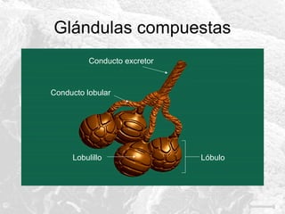 Glándulas compuestas
Conducto excretor

Conducto lobular

Lobulillo

Lóbulo

 