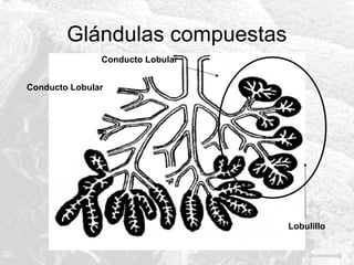 Glándulas compuestas
Conducto Lobular
Conducto Lobular

Lobulillo

 