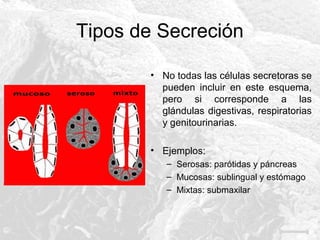 Tipos de Secreción
• No todas las células secretoras se
pueden incluir en este esquema,
pero si corresponde a las
glándulas digestivas, respiratorias
y genitourinarias.
• Ejemplos:
– Serosas: parótidas y páncreas
– Mucosas: sublingual y estómago
– Mixtas: submaxilar

 