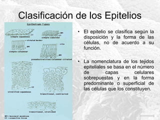 Clasificación de los Epitelios
• El epitelio se clasifica según la
disposición y la forma de las
células, no de acuerdo a su
función.
• La nomenclatura de los tejidos
epiteliales se basa en el número
de
capas
celulares
sobrepuestas y en la forma
predominante o superficial de
las células que los constituyen.

 