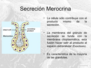 Secreción Merocrina
• La célula sólo contribuye con el
producto
mismo
de
la
secreción.
• La membrana del gránulo de
secreción se funde con la
membrana citoplasmática, esta
fusión hacer salir al producto al
espacio extracelular (Exocitosis).
• Es característica de la mayoría
de las glándulas.

 