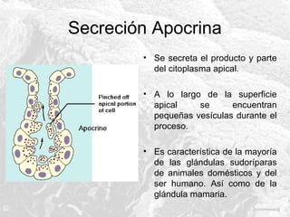 Secreción Apocrina
• Se secreta el producto y parte
del citoplasma apical.
• A lo largo de la superficie
apical
se
encuentran
pequeñas vesículas durante el
proceso.
• Es característica de la mayoría
de las glándulas sudoríparas
de animales domésticos y del
ser humano. Así como de la
glándula mamaria.

 