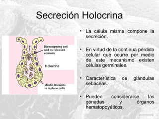 Secreción Holocrina
• La célula misma compone la
secreción.
• En virtud de la continua pérdida
celular que ocurre por medio
de este mecanismo existen
células germinales.
• Característica
sebáceas.

de

glándulas

• Pueden
considerarse
las
gónadas
y
órganos
hematopoyéticos.

 