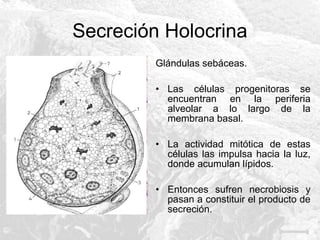 Secreción Holocrina
Glándulas sebáceas.
• Las células progenitoras se
encuentran en la periferia
alveolar a lo largo de la
membrana basal.
• La actividad mitótica de estas
células las impulsa hacia la luz,
donde acumulan lípidos.
• Entonces sufren necrobiosis y
pasan a constituir el producto de
secreción.

 