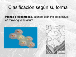 Clasificación según su forma
Planas o escamosas, cuando el ancho de la célula
es mayor que su altura.

 