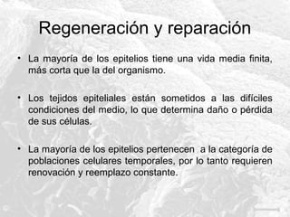Regeneración y reparación
• La mayoría de los epitelios tiene una vida media finita,
más corta que la del organismo.
• Los tejidos epiteliales están sometidos a las difíciles
condiciones del medio, lo que determina daño o pérdida
de sus células.
• La mayoría de los epitelios pertenecen a la categoría de
poblaciones celulares temporales, por lo tanto requieren
renovación y reemplazo constante.

 