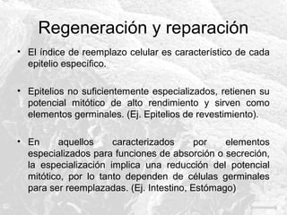Regeneración y reparación
• El índice de reemplazo celular es característico de cada
epitelio específico.
• Epitelios no suficientemente especializados, retienen su
potencial mitótico de alto rendimiento y sirven como
elementos germinales. (Ej. Epitelios de revestimiento).
• En
aquellos
caracterizados
por
elementos
especializados para funciones de absorción o secreción,
la especialización implica una reducción del potencial
mitótico, por lo tanto dependen de células germinales
para ser reemplazadas. (Ej. Intestino, Estómago)

 