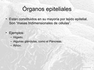 Órganos epiteliales
• Están constituidos en su mayoría por tejido epitelial.
Son “masas tridimensionales de células”.
• Ejemplos:
– Hígado.
– Algunas glándulas, como el Páncreas.
– Riñón.

 